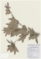 藏品(小葉石楠)的圖片